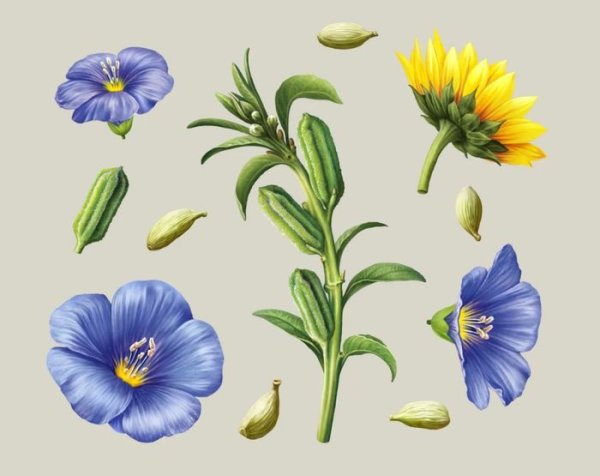 Лен иллюстрация