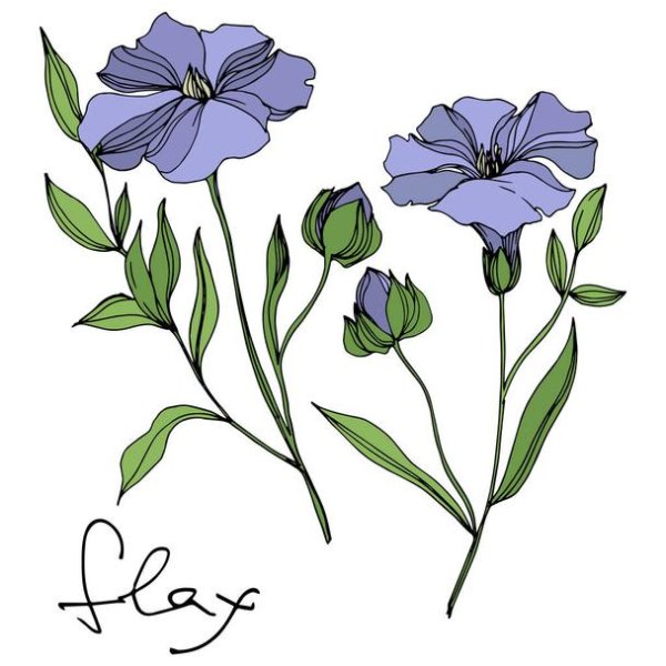 Лен цветок синий черно-белый рисунок
