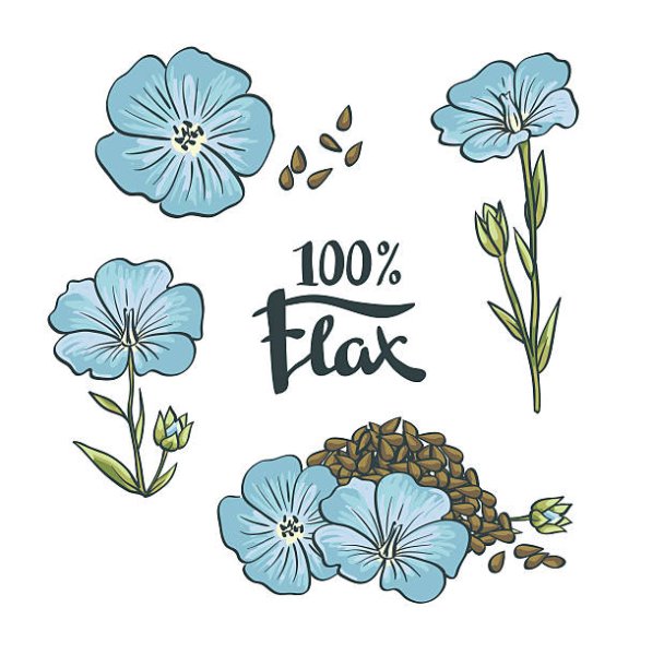 Лен растение вектор