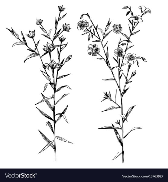 Лен рисунок карандашом