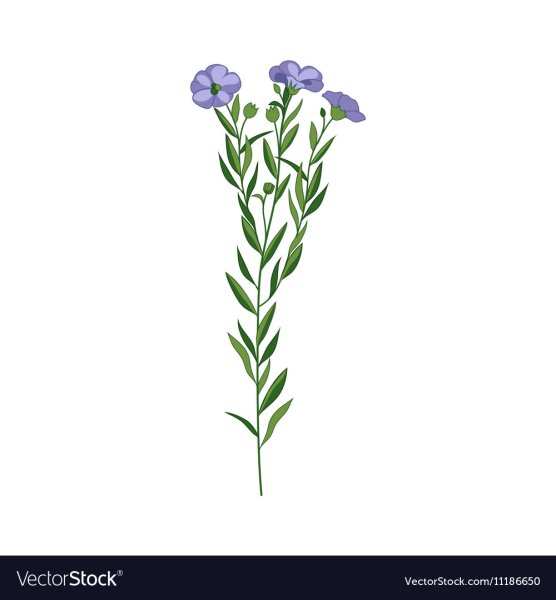 Веточка льна на белом фоне