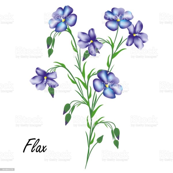 Векторный цветки льна