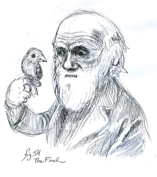 Набросок Чарльза Дарвина