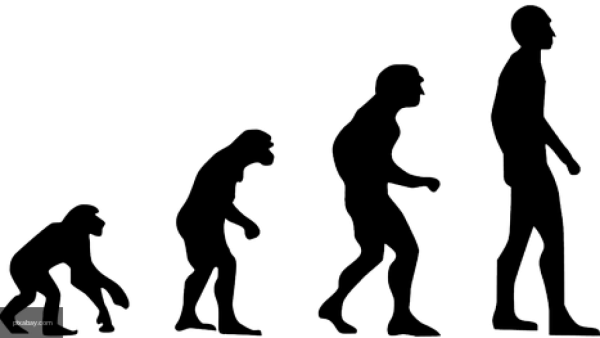 Дарвин обезьяны Эволюция