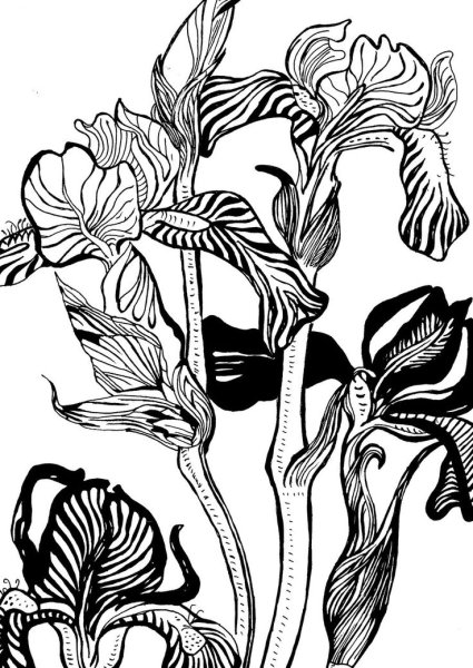 Ирисы арт нуво