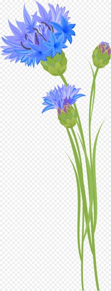 Васильки цветы