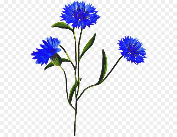 Василек векторный