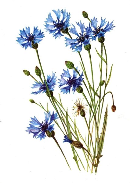 Клевер Василек Сложноцветные ?