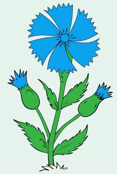 Нарисовать цветок Василек