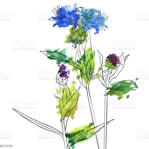 Васильки Графика