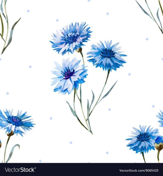 Василек эскиз акварель