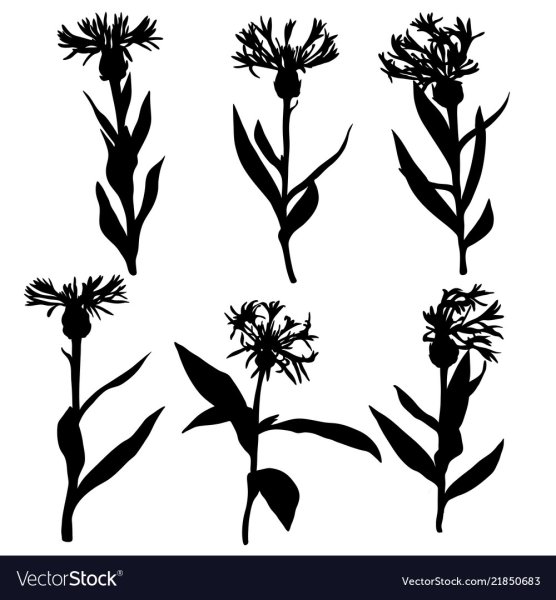 Василек силуэт