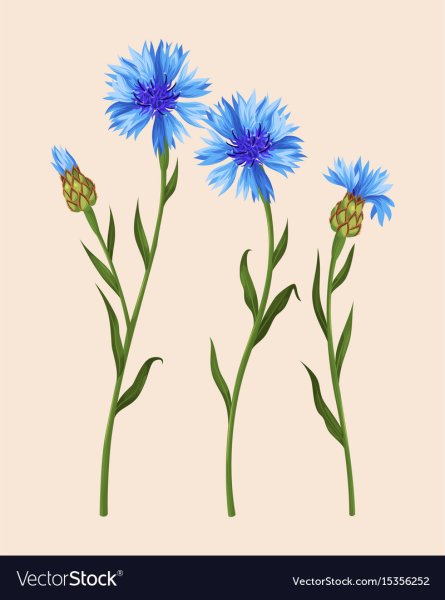 Васильки красивые орнаменты