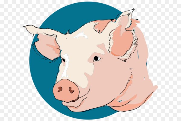 Морда поросенка