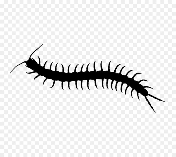 Сколопендра пирокинезис