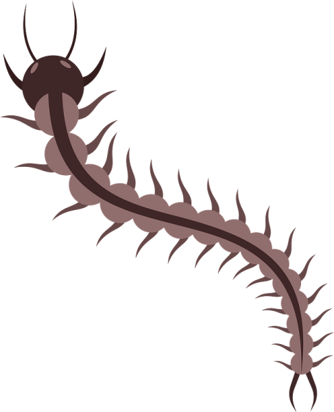 Сороконожка логотип