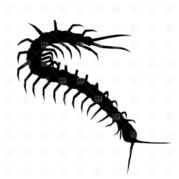 Тату сороконожка эскиз