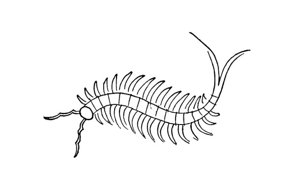 Многоножка мухоловка