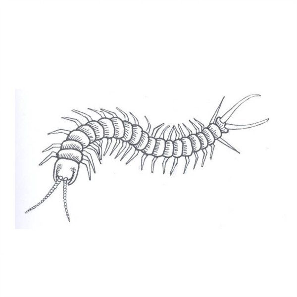 Сколопендра пирокинез