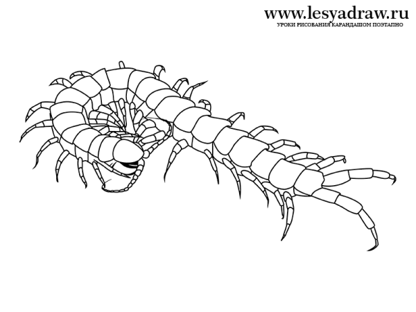 Сороконожка раскраска