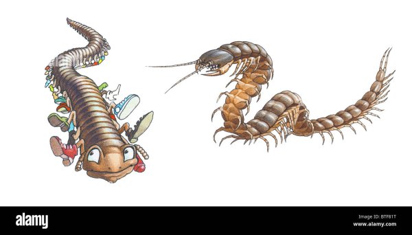 Девушка сколопендра рисунок