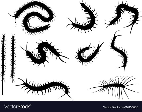 Сколопендра эскиз чб