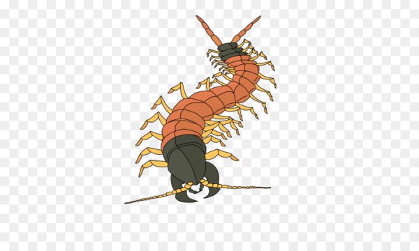 Сколопендра койот Петерсон