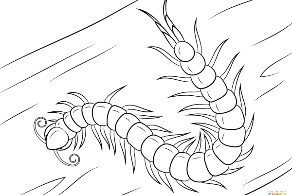 Сороконожка раскраска