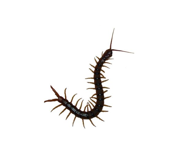 Сороконожка на белом фоне