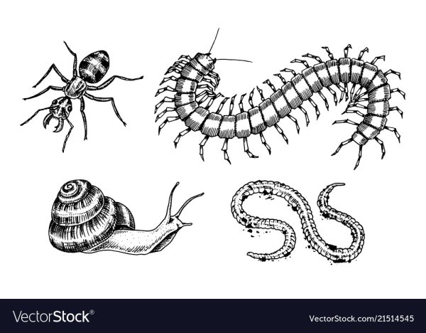 Сколопендра тату эскизы Графика