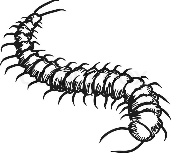 Многоножка мухоловка