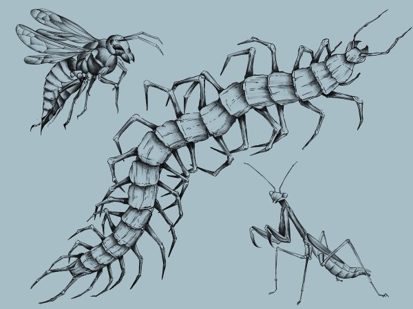 Сколопендра скетч