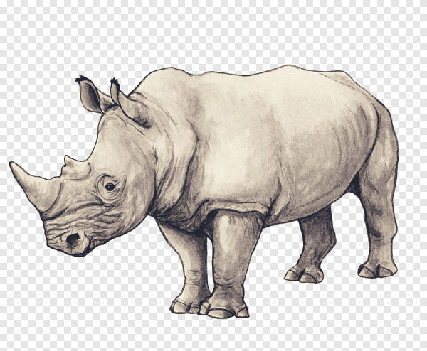 Rinoceronte сбоку