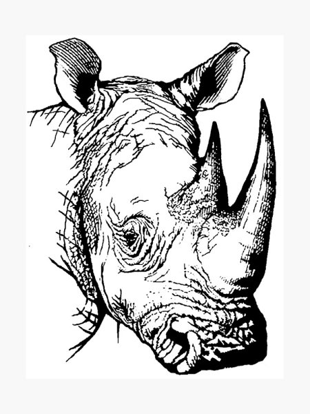 Носорог эскиз