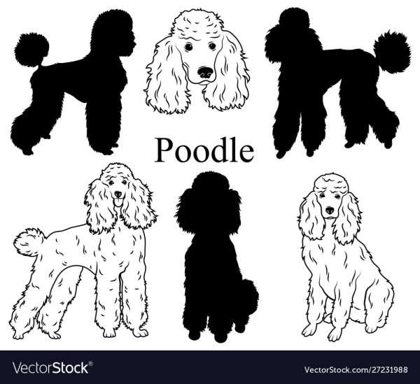 Пудель рисунок цветной