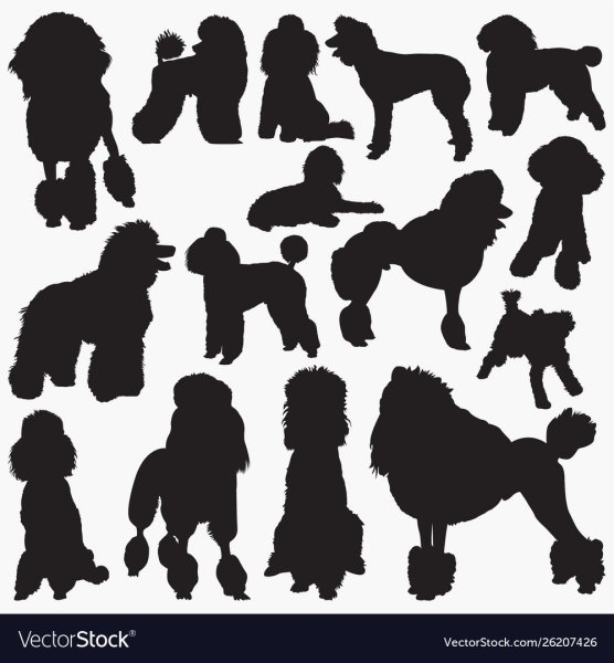 Пудель силуэт вектор