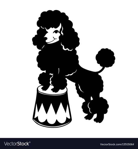 Пудель в черно белом стиле