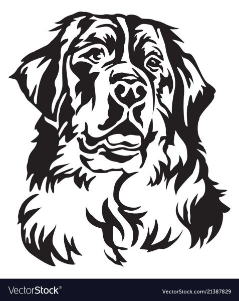 Бернский зенненхунд вектор