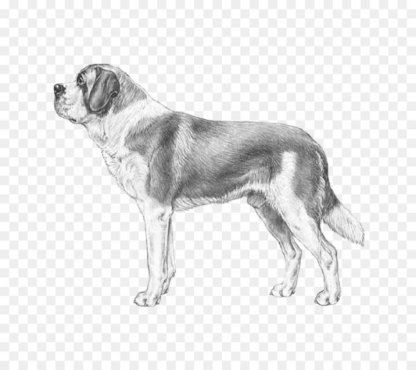 Среднеазиатская овчарка рисунок
