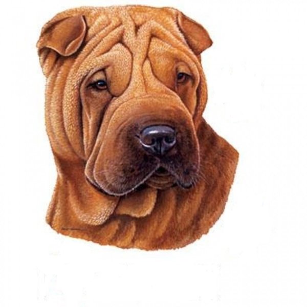 Шарпей картина