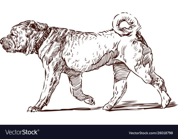 Шарпей скетч