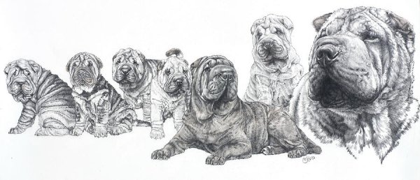 Гравюра черно-белая шарпей