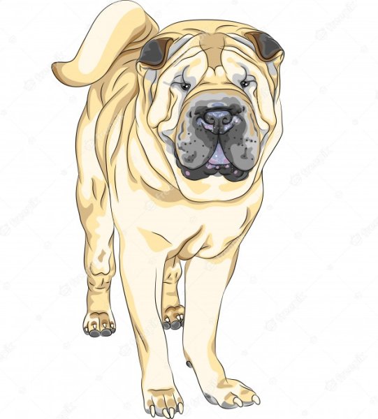 Шарпей собака в векторе