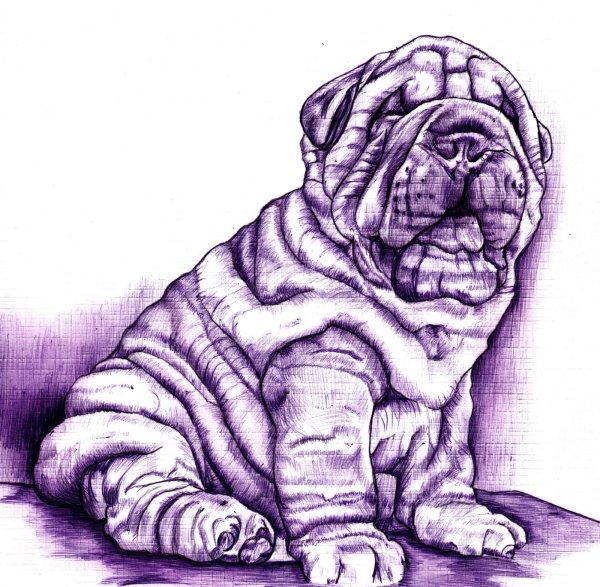 Тату шарпей эскиз