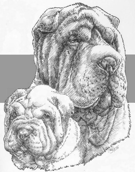 Шарпей карандашом