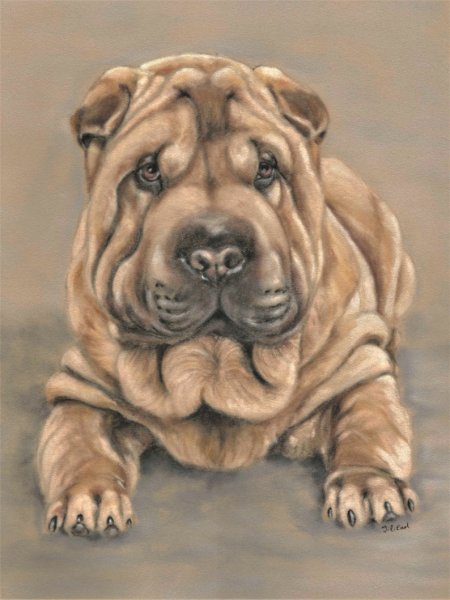 Николай Абрамович шарпеи