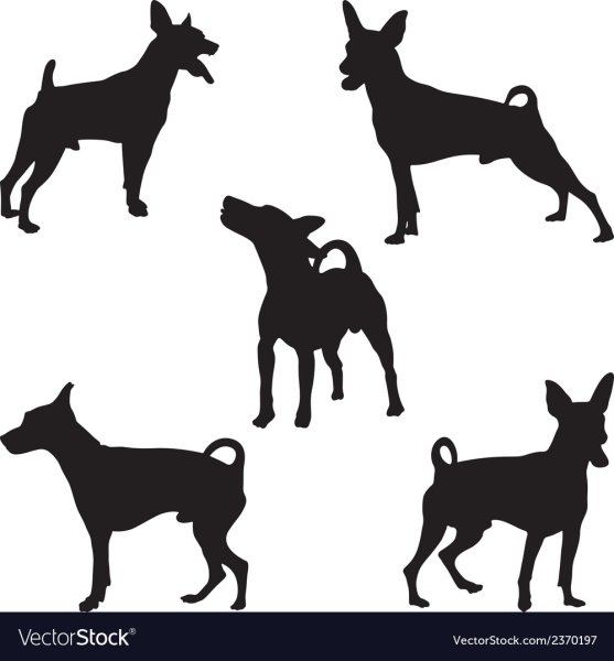 Карликовый пинчер вектор