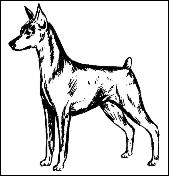 Доберман пинчер раскраска