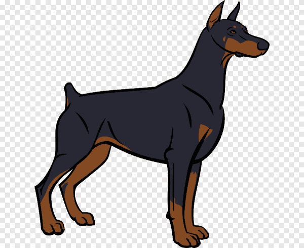 Карликовый пинчер вектор