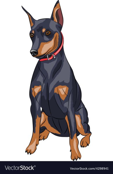 Тату Цвергпинчер карликовый пинчер Доберман